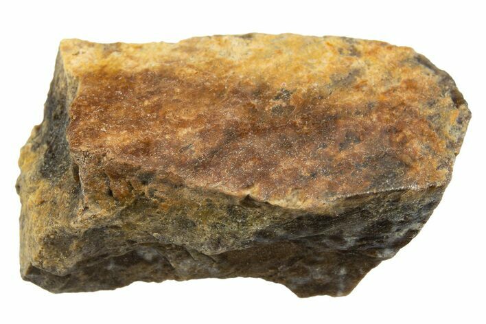 Fossil Tyrannosaur (T rex) Limb Bone Section - Wyoming #314057